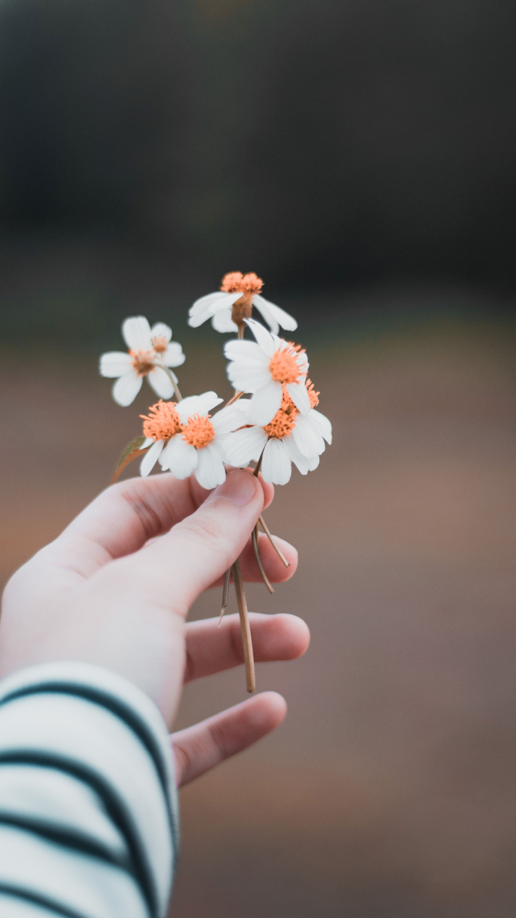 Person Holding White and Orange Flower. Wallpaper in 750x1334 Resolution