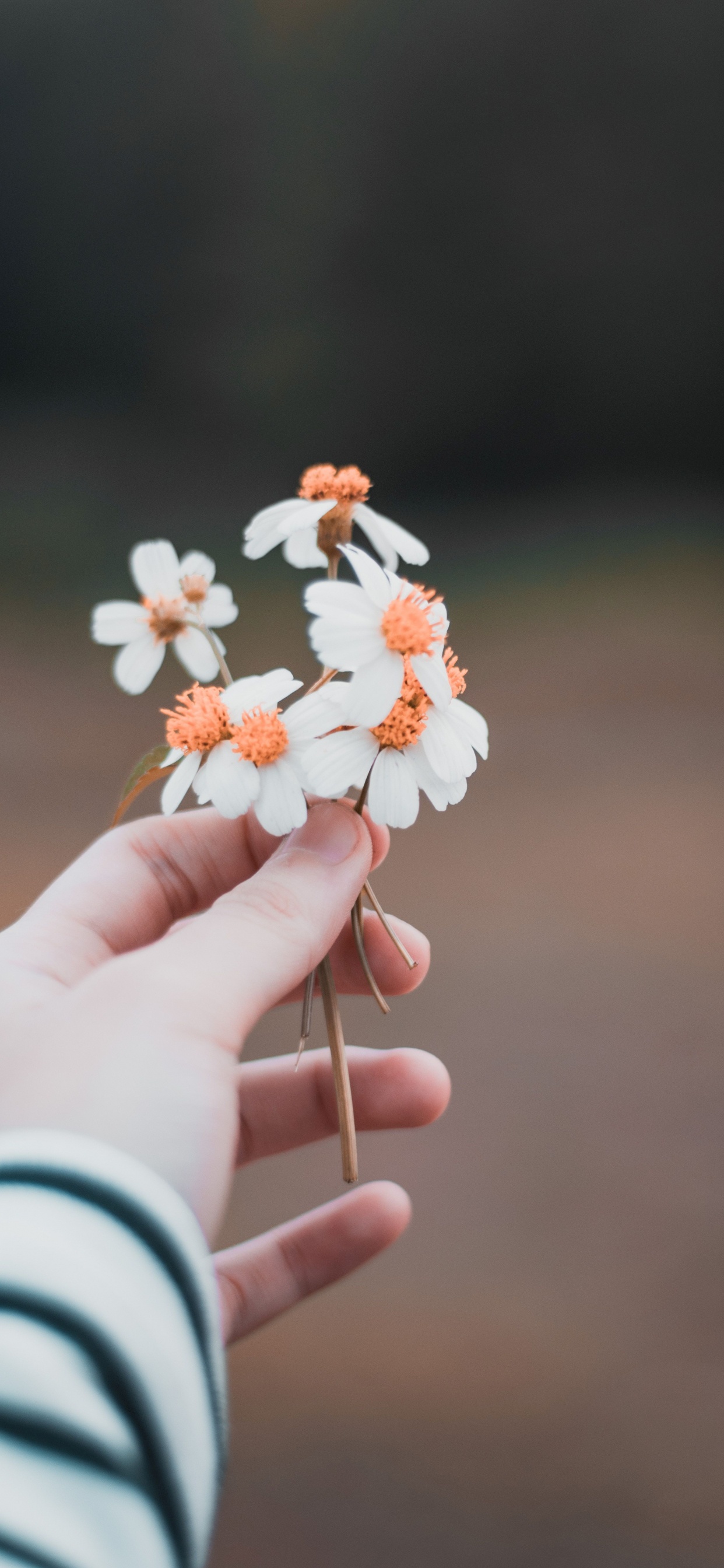 Personne Tenant Une Fleur Blanche et Orange. Wallpaper in 1242x2688 Resolution