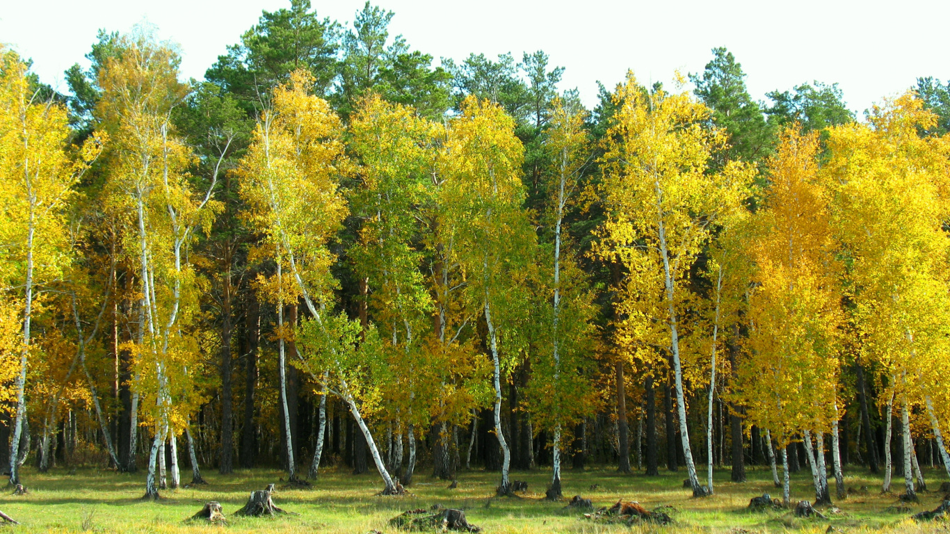 Arbres Verts et Jaunes Sous un Ciel Blanc Pendant la Journée. Wallpaper in 1366x768 Resolution