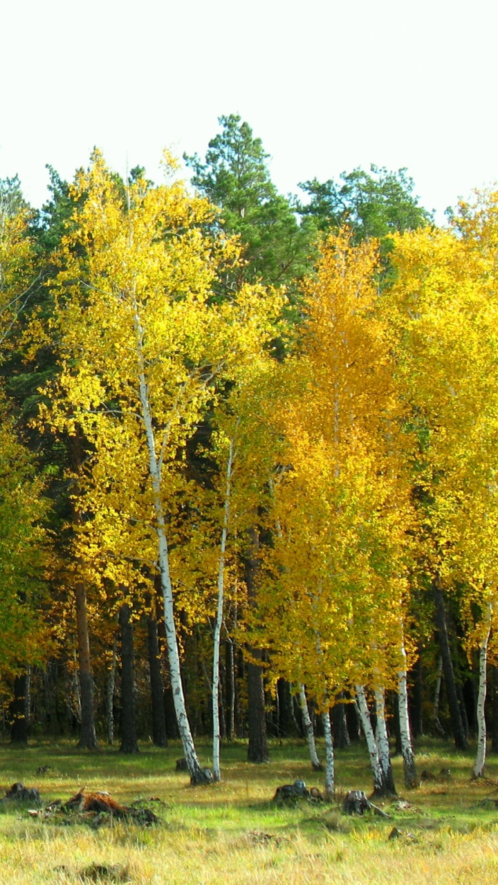 Tagsüber Grüne Und Gelbe Bäume Unter Weißem Himmel. Wallpaper in 720x1280 Resolution