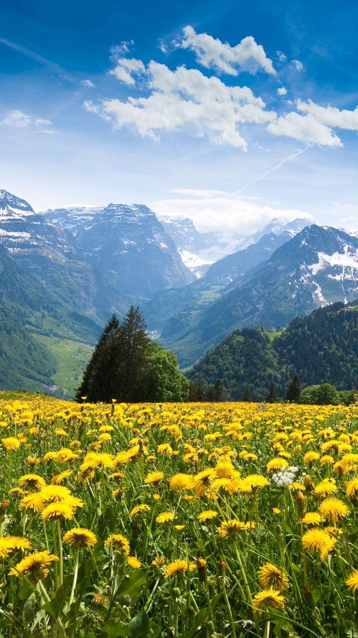 Green Grass Field Near Green Mountains Under Blue Sky During Daytime. Wallpaper in 720x1280 Resolution