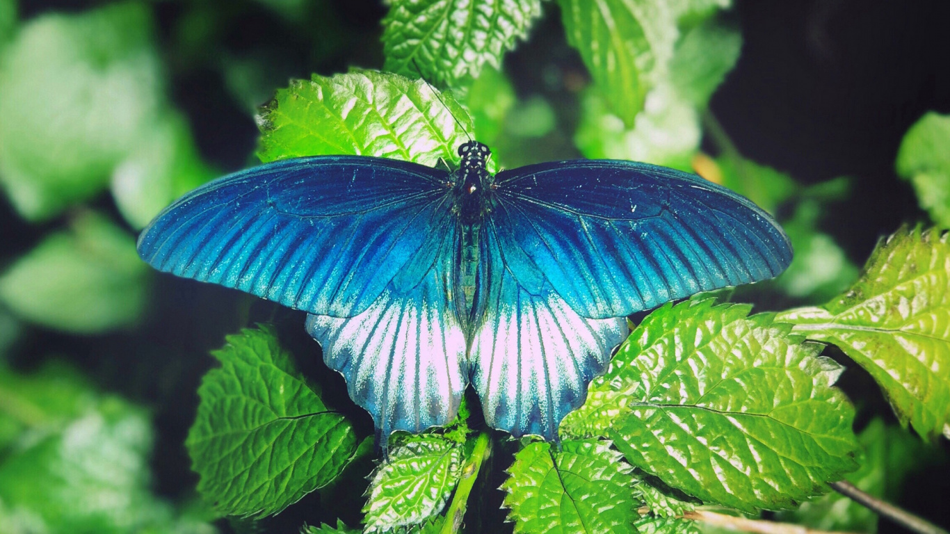 Papillon Bleu et Noir Sur Feuille Verte. Wallpaper in 1366x768 Resolution