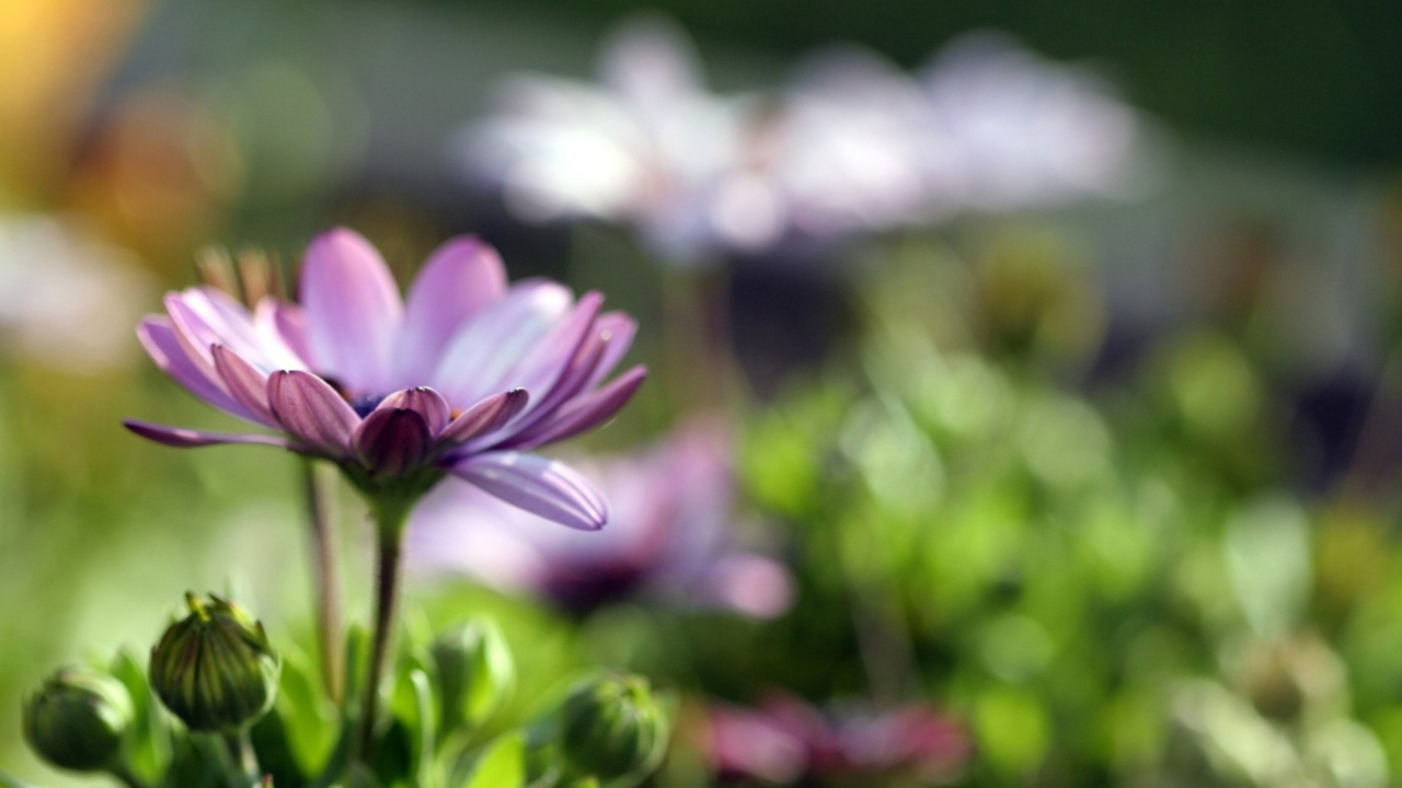 Lila Und Weiße Blume in Tilt-Shift-Linse. Wallpaper in 1280x720 Resolution