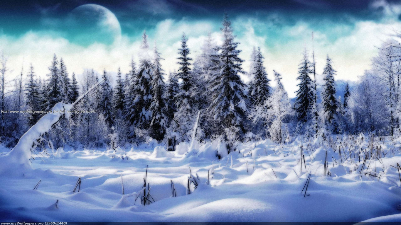 Pinos Cubiertos de Nieve Durante el Día. Wallpaper in 1366x768 Resolution