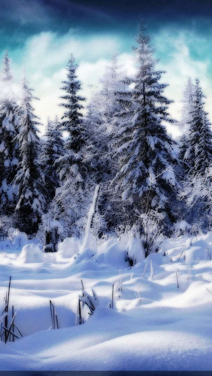 Pinos Cubiertos de Nieve Durante el Día. Wallpaper in 720x1280 Resolution