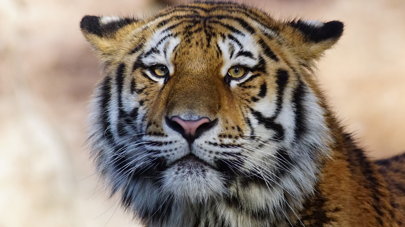 Brown White and Black Tiger. Wallpaper in 1366x768 Resolution