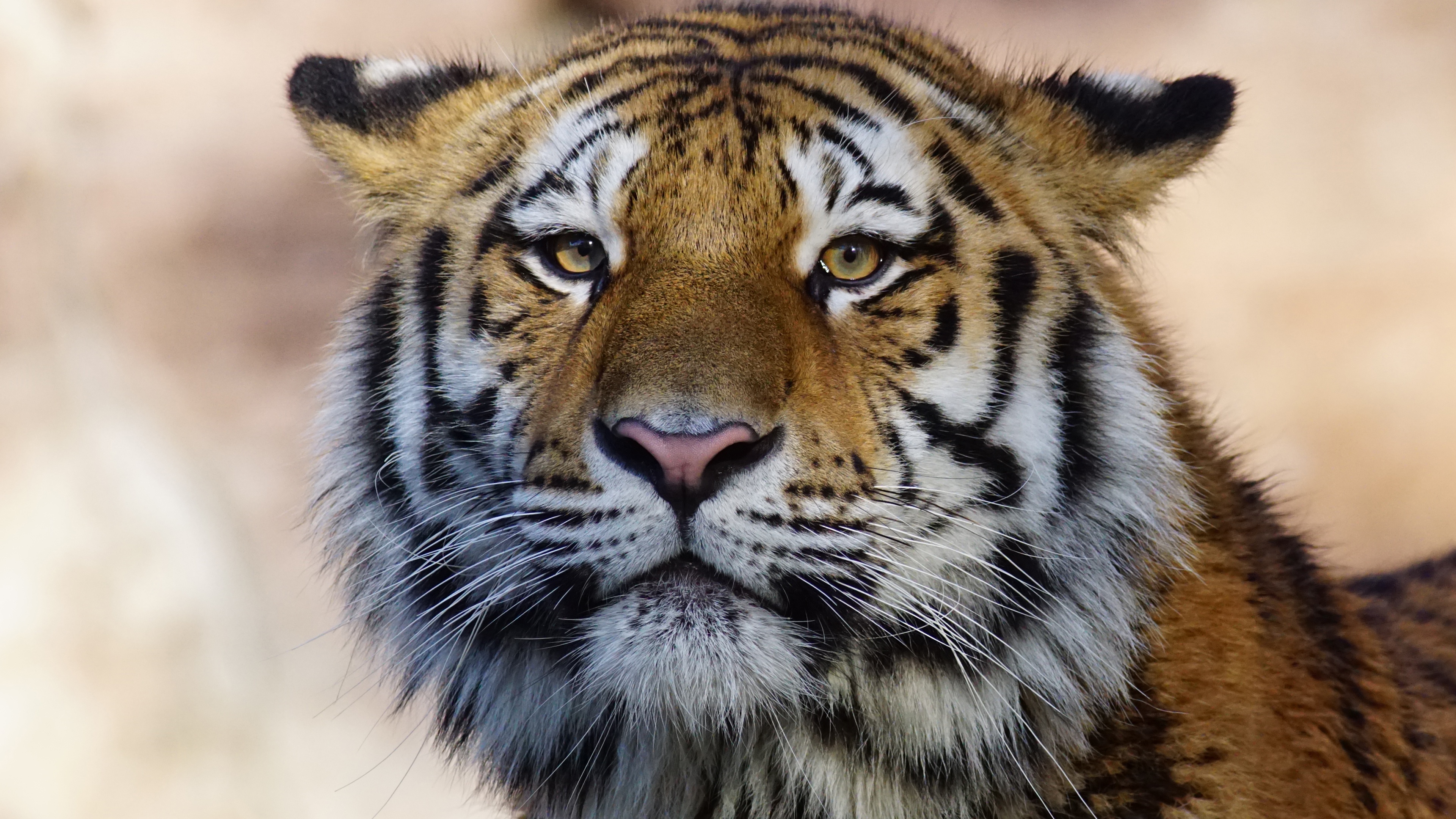 Brown White and Black Tiger. Wallpaper in 3840x2160 Resolution