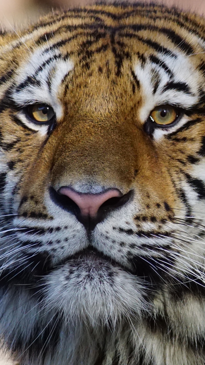 Tigre Brun Blanc et Noir. Wallpaper in 720x1280 Resolution