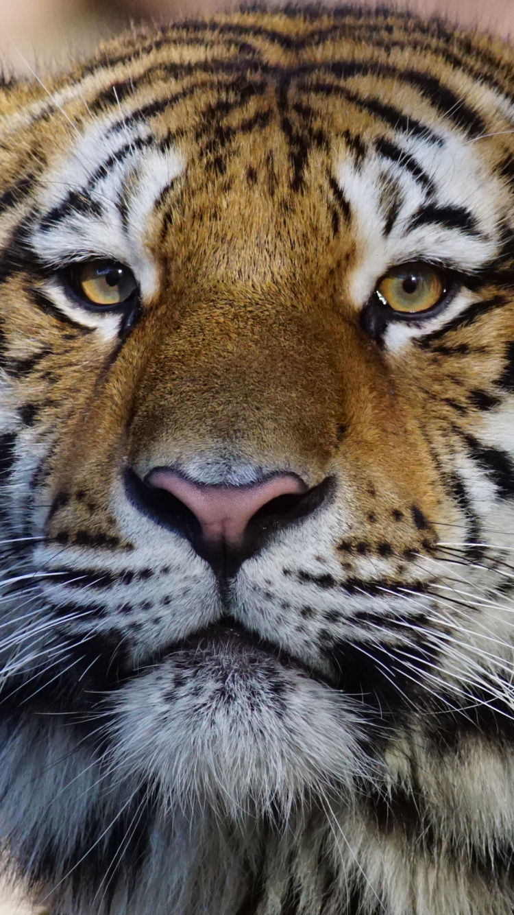 Tigre Brun Blanc et Noir. Wallpaper in 750x1334 Resolution