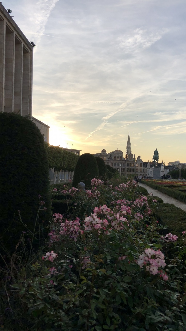 Flower, Shrub, Urban Area, Garden, Dusk. Wallpaper in 720x1280 Resolution