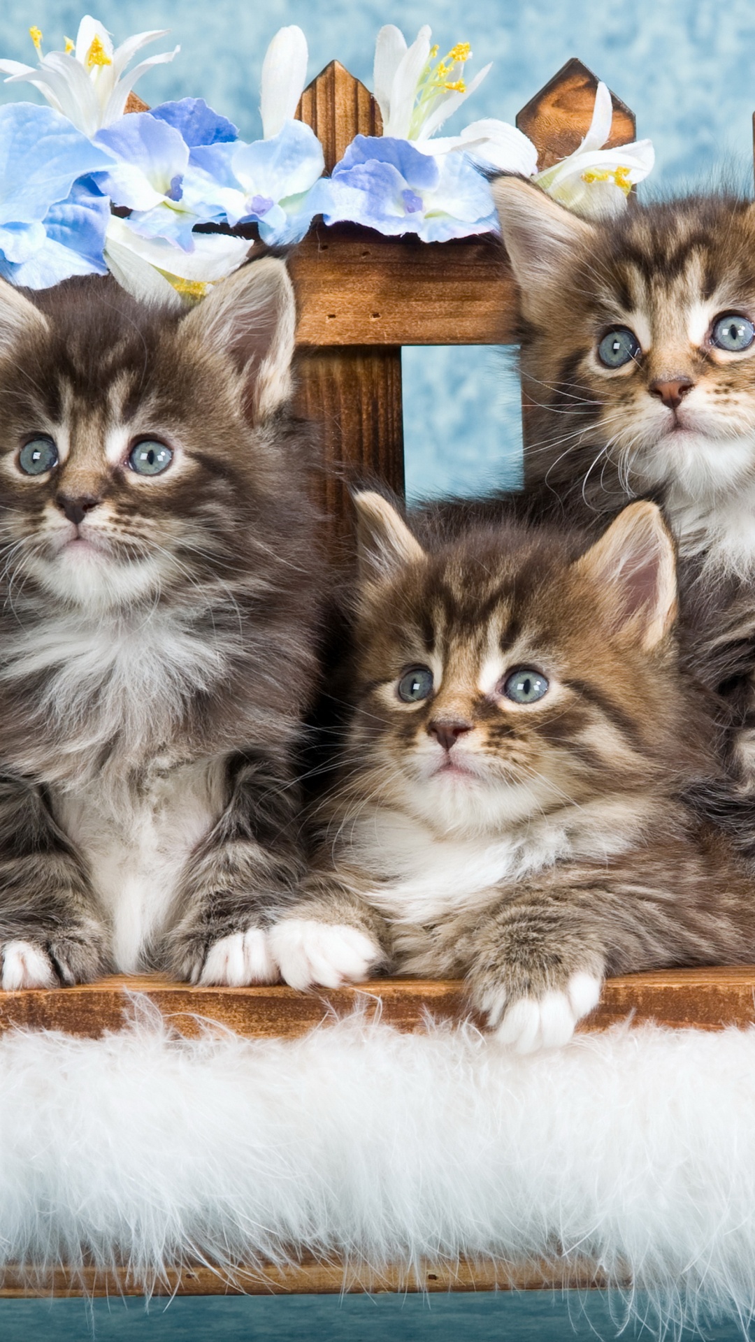 Brown Tabby Kitten on Blue Textile. Wallpaper in 1080x1920 Resolution
