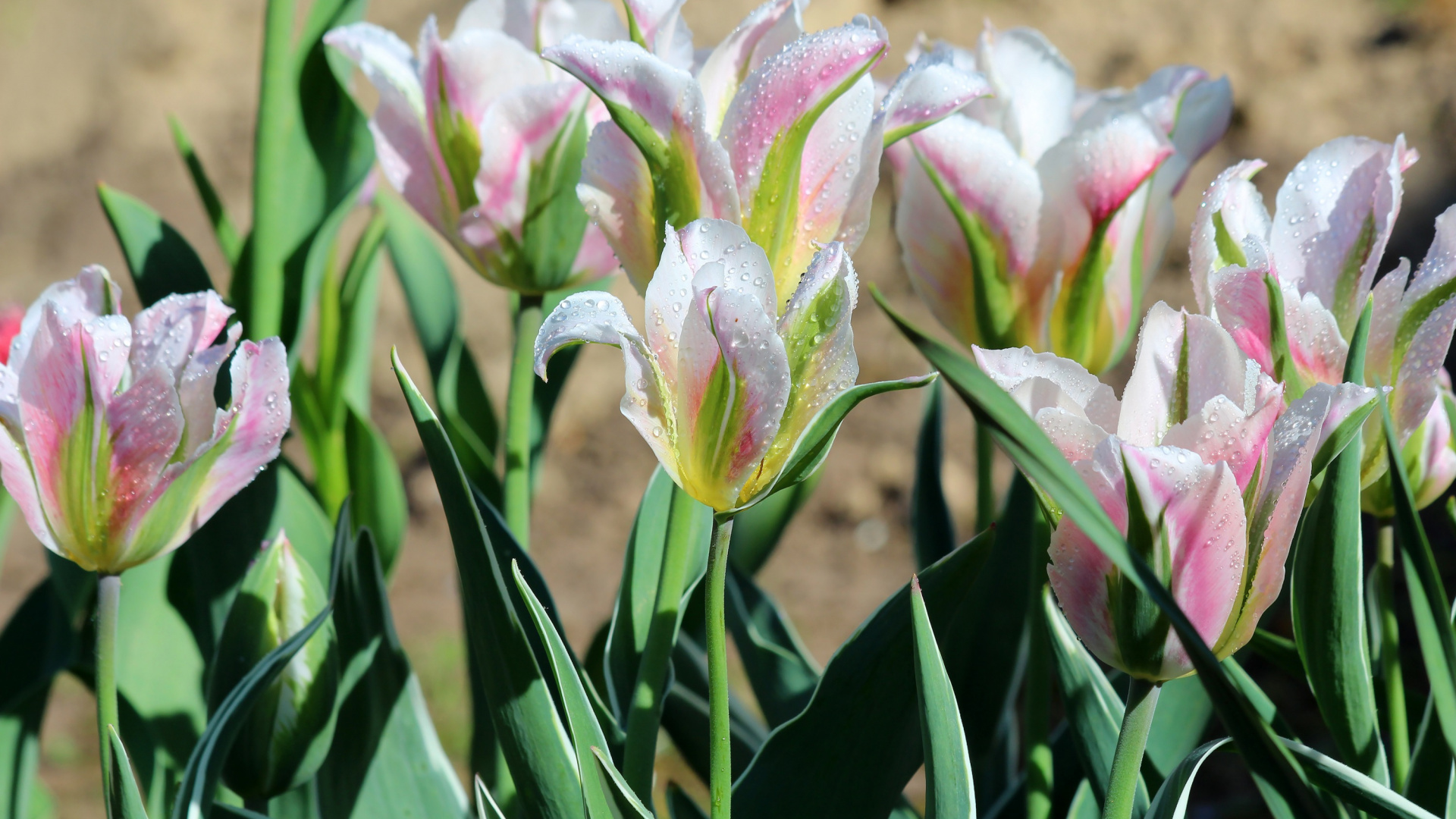 Flora, Tulip, Botanik, Blütenblatt, Terrestrische Pflanzen. Wallpaper in 1920x1080 Resolution
