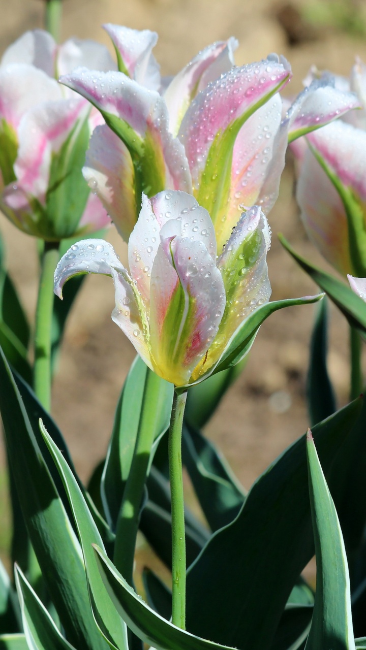 Flora, Tulip, la Botánica, Pétalo, Planta Terrestre. Wallpaper in 720x1280 Resolution
