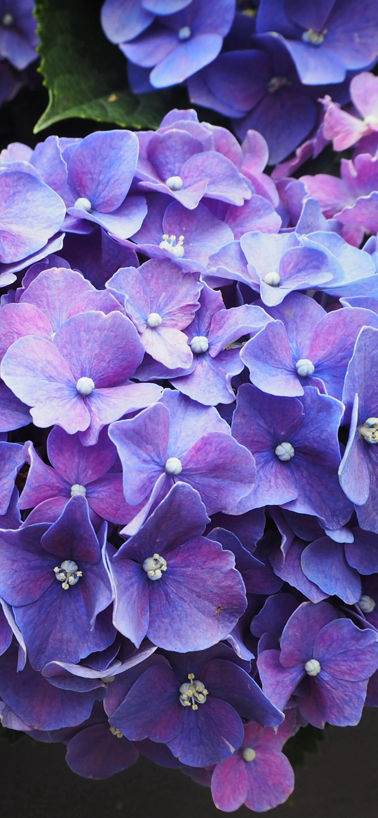 Flores Moradas Con Hojas Verdes. Wallpaper in 1242x2688 Resolution