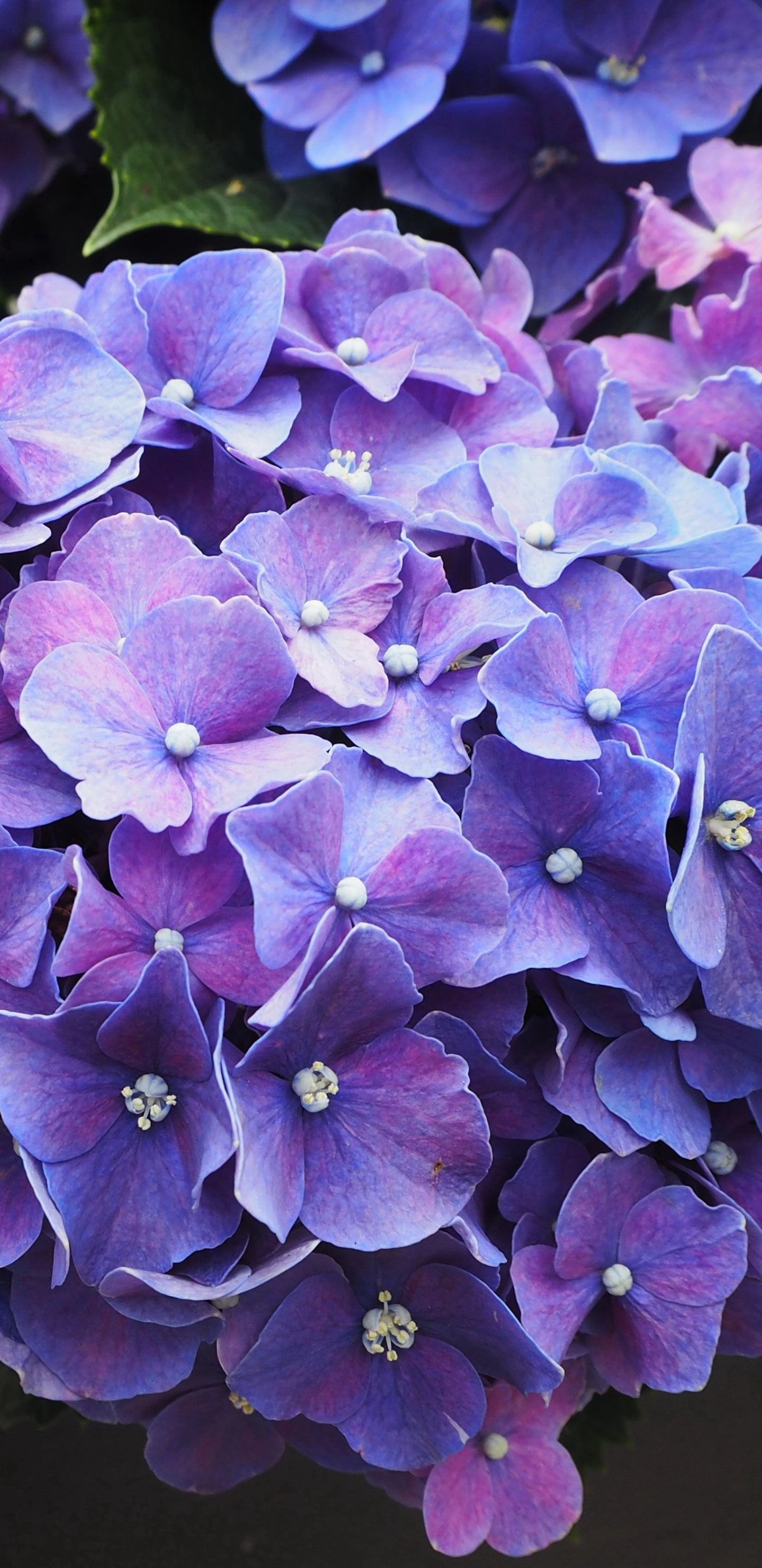 Flores Moradas Con Hojas Verdes. Wallpaper in 1440x2960 Resolution