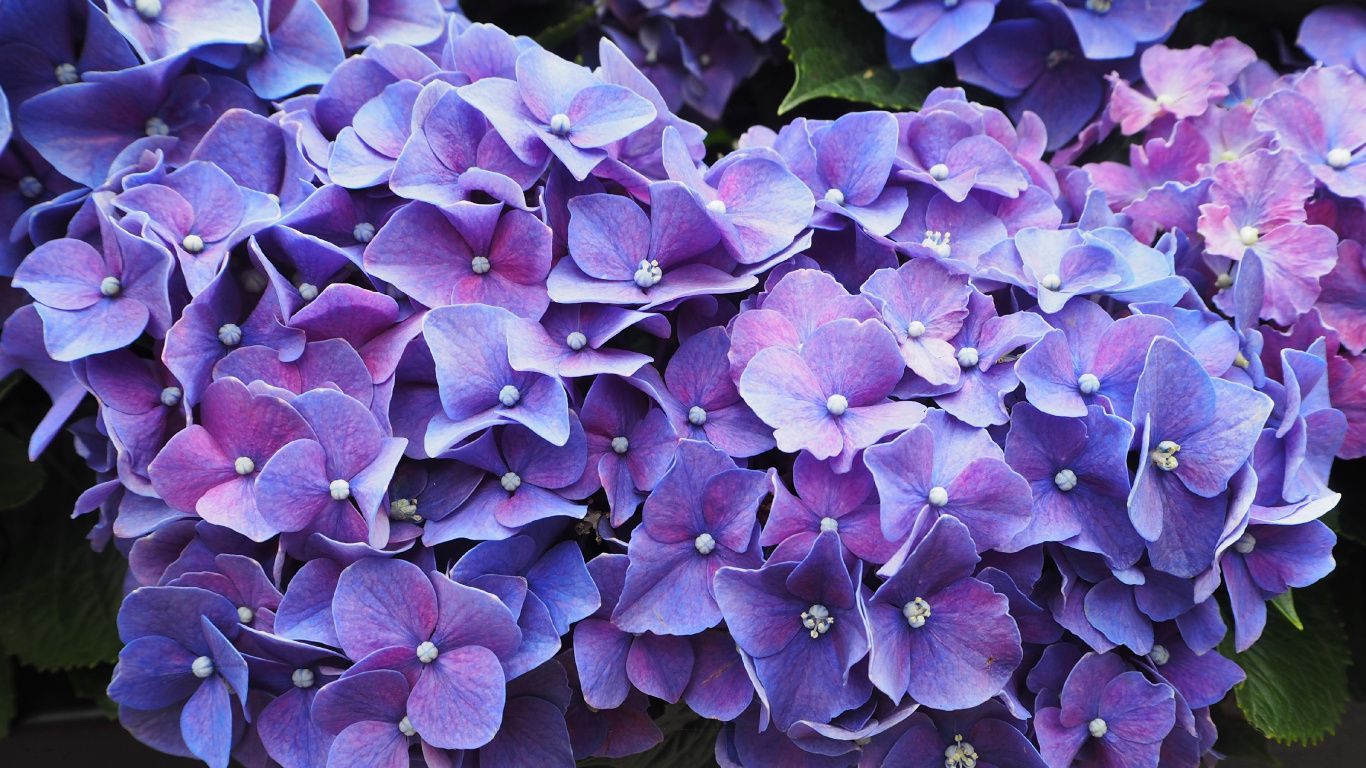 Fleurs Violettes Avec Des Feuilles Vertes. Wallpaper in 1366x768 Resolution
