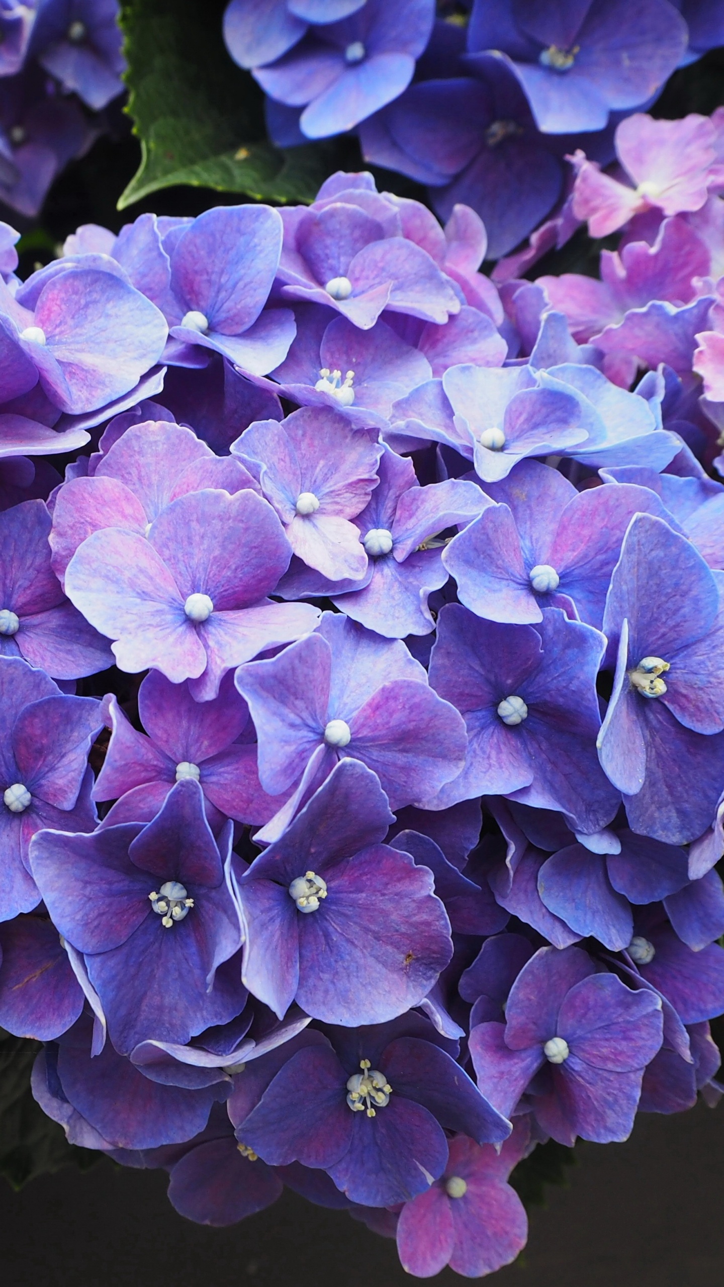 Lila Blüten Mit Grünen Blättern. Wallpaper in 1440x2560 Resolution