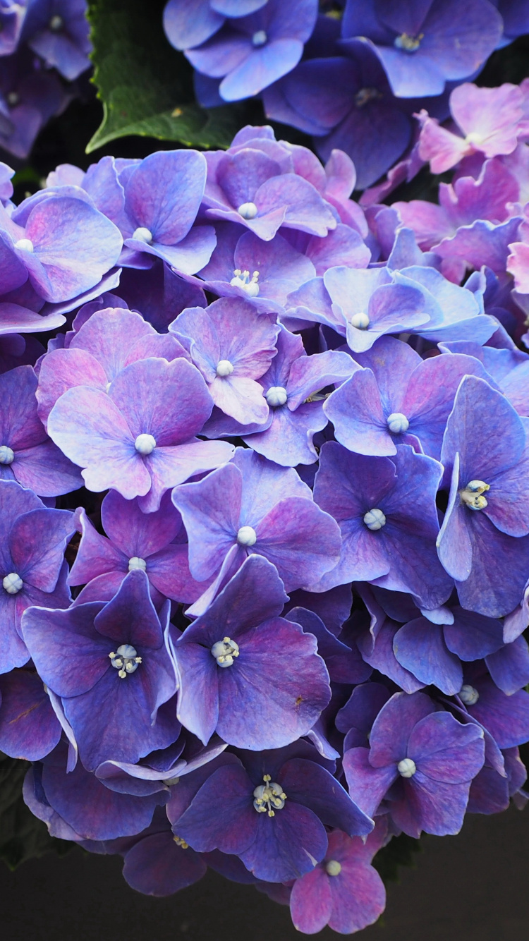 Lila Blüten Mit Grünen Blättern. Wallpaper in 750x1334 Resolution