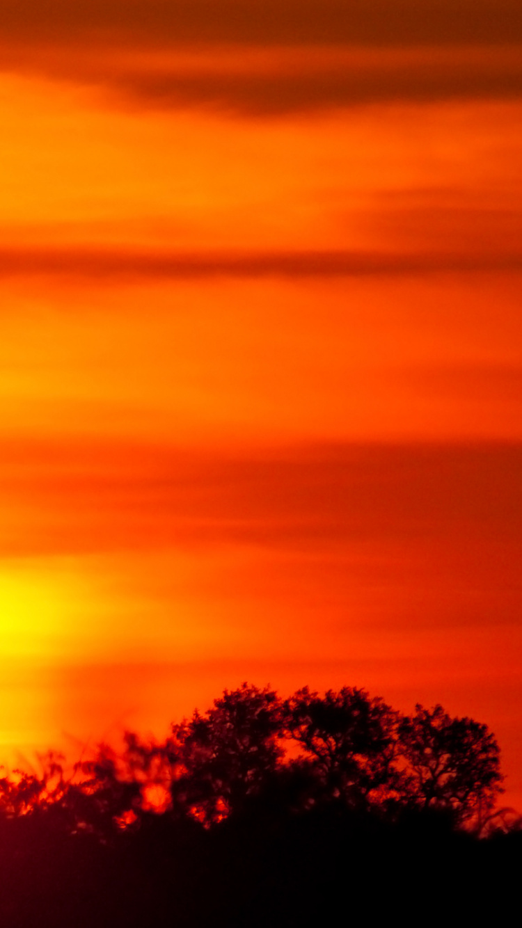 Silhouette D'arbres au Coucher du Soleil. Wallpaper in 750x1334 Resolution