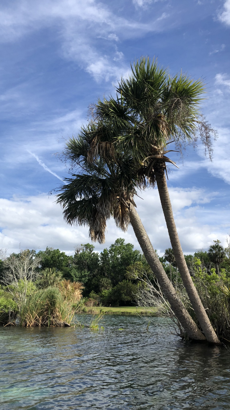 Wasser, Palme, Pflanzen-Gemeinschaft, Vegetation, Natur. Wallpaper in 750x1334 Resolution