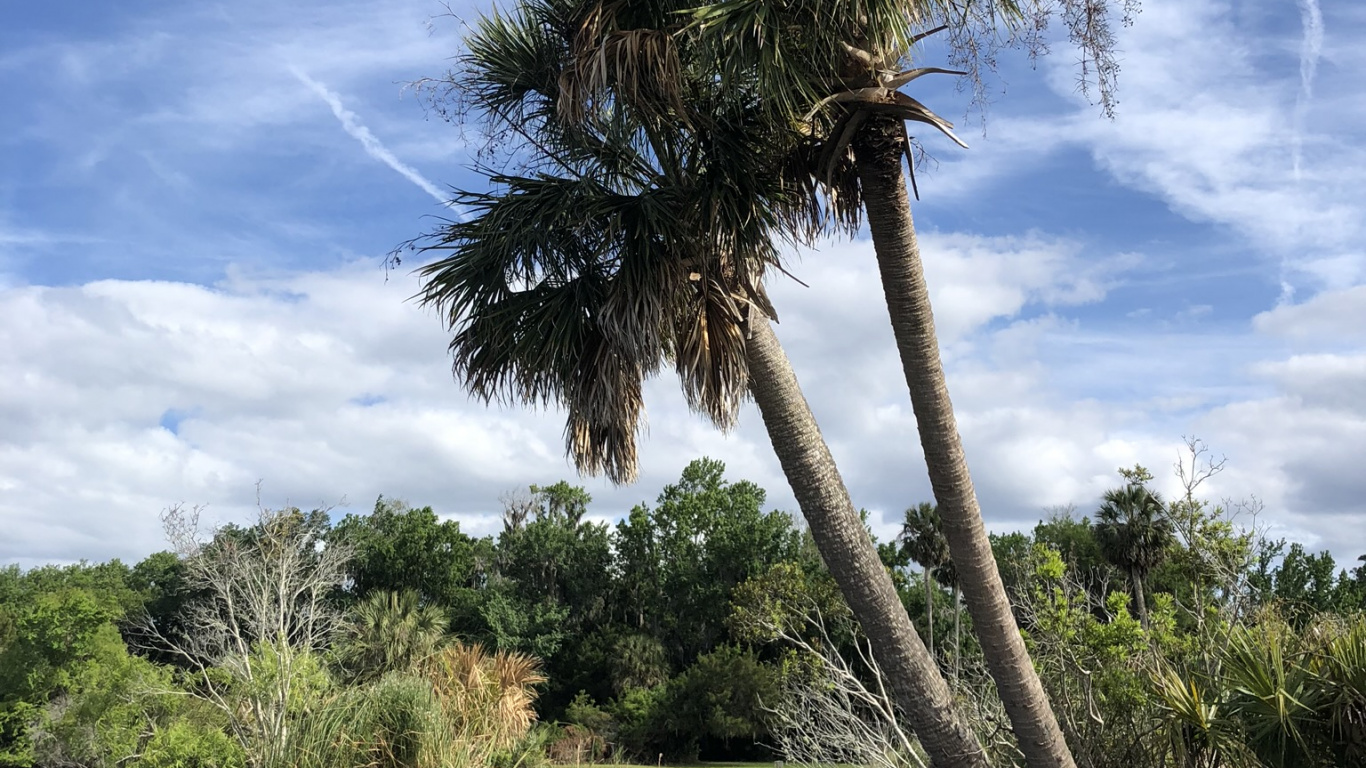 Water, Palm Trees, Plant Community, Vegetation, Nature. Wallpaper in 1366x768 Resolution