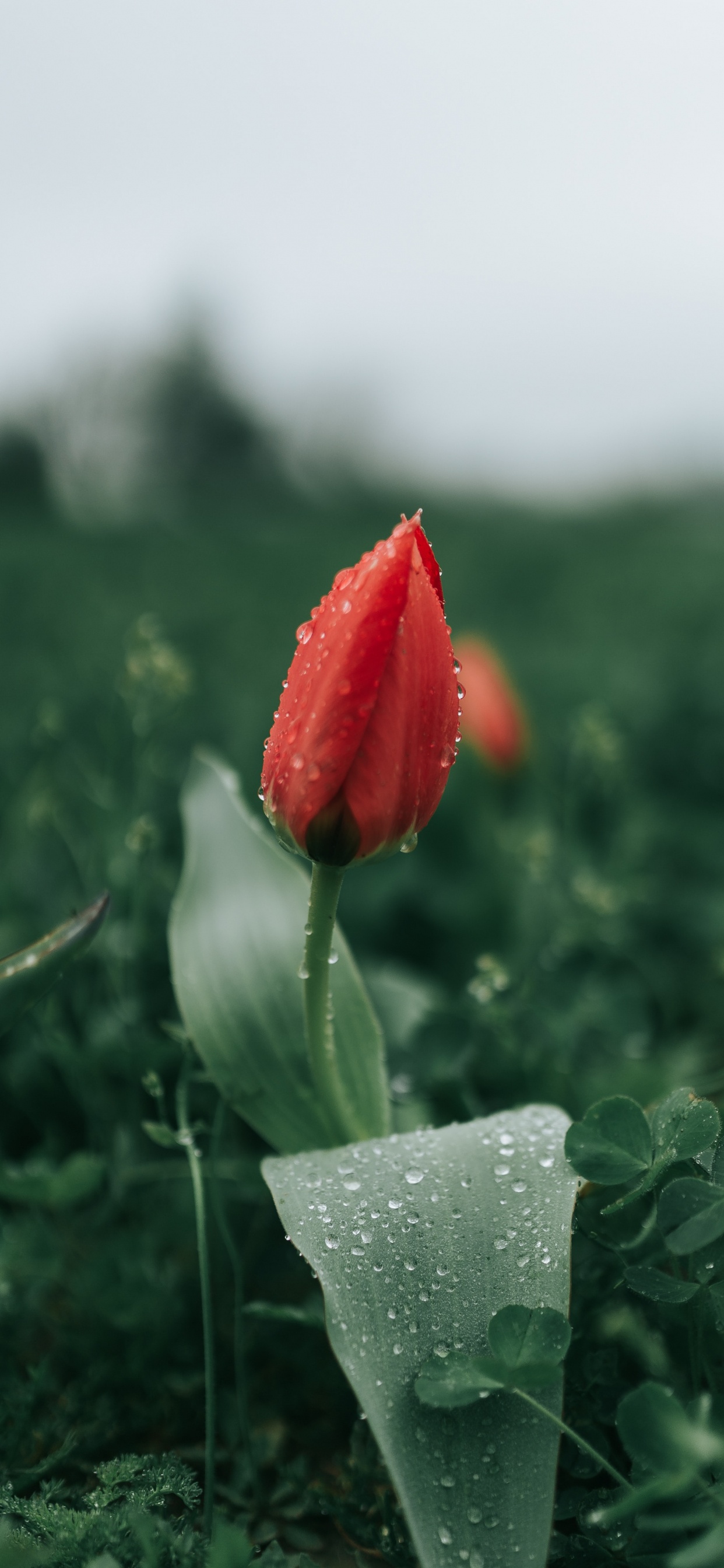 Flor Roja en Pasto Verde. Wallpaper in 1242x2688 Resolution