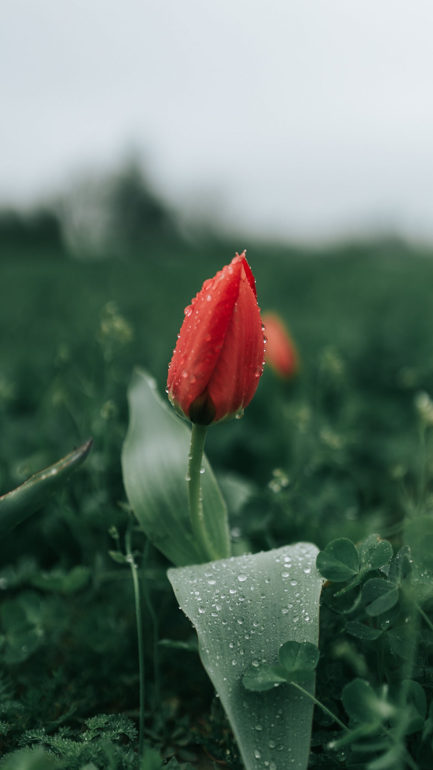 Red Flower in Green Grass. Wallpaper in 1440x2560 Resolution