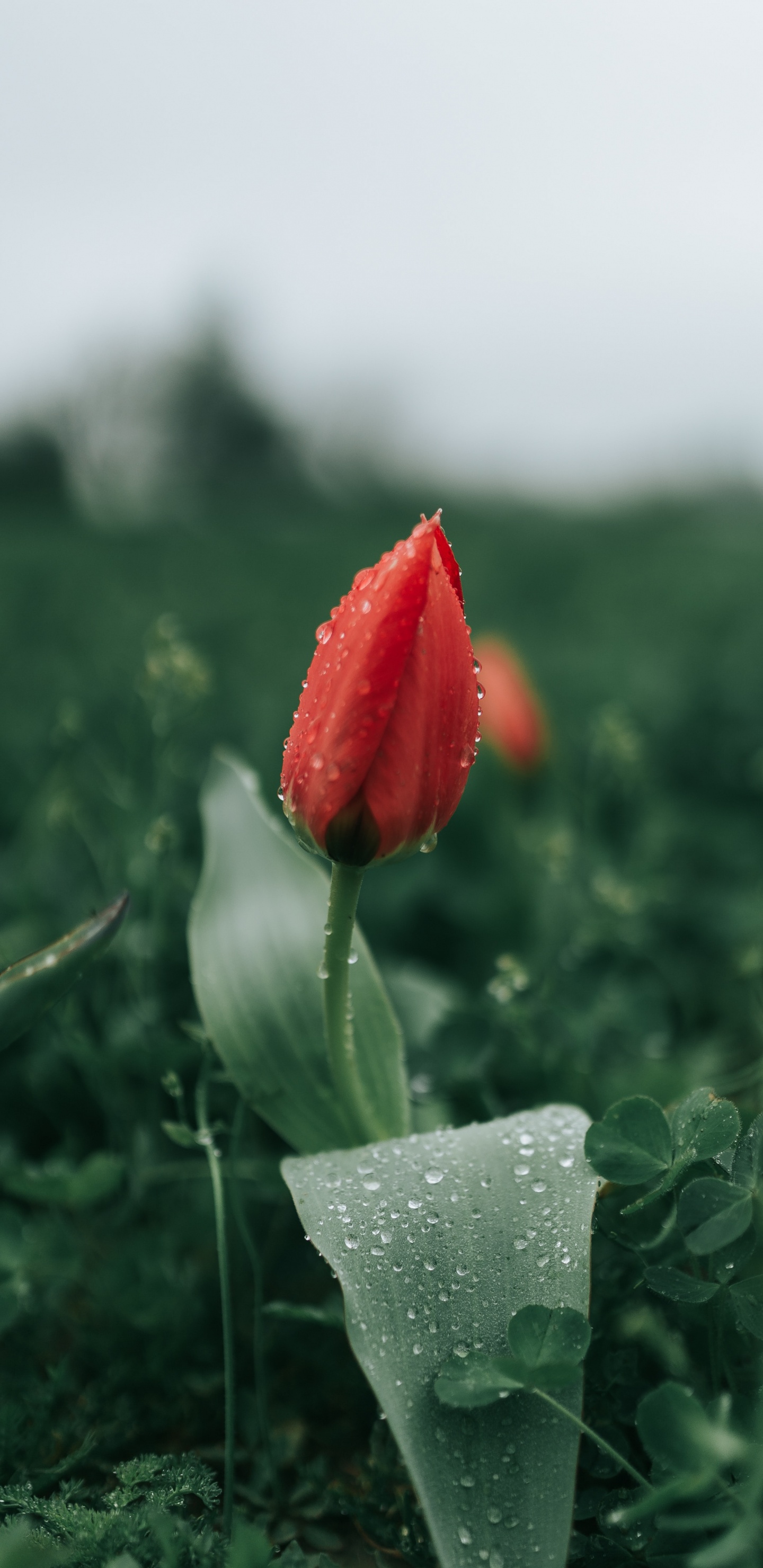 Red Flower in Green Grass. Wallpaper in 1440x2960 Resolution