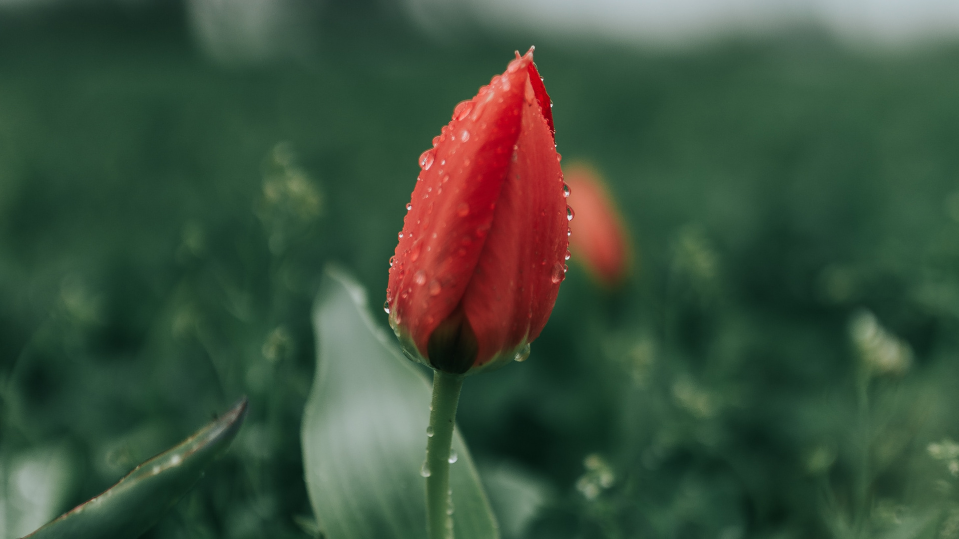 Red Flower in Green Grass. Wallpaper in 1920x1080 Resolution