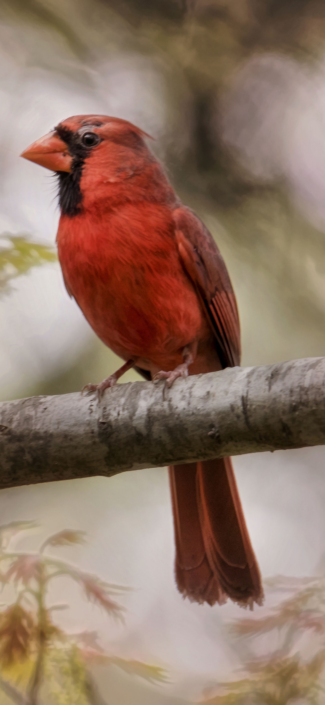 Oiseau Rouge et Noir Sur Une Branche D'arbre Pendant la Journée. Wallpaper in 1125x2436 Resolution