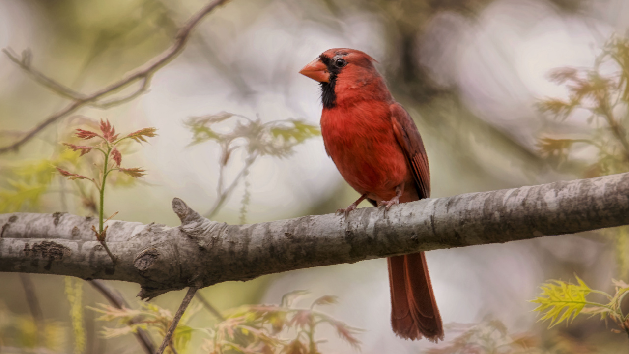 Oiseau Rouge et Noir Sur Une Branche D'arbre Pendant la Journée. Wallpaper in 1280x720 Resolution