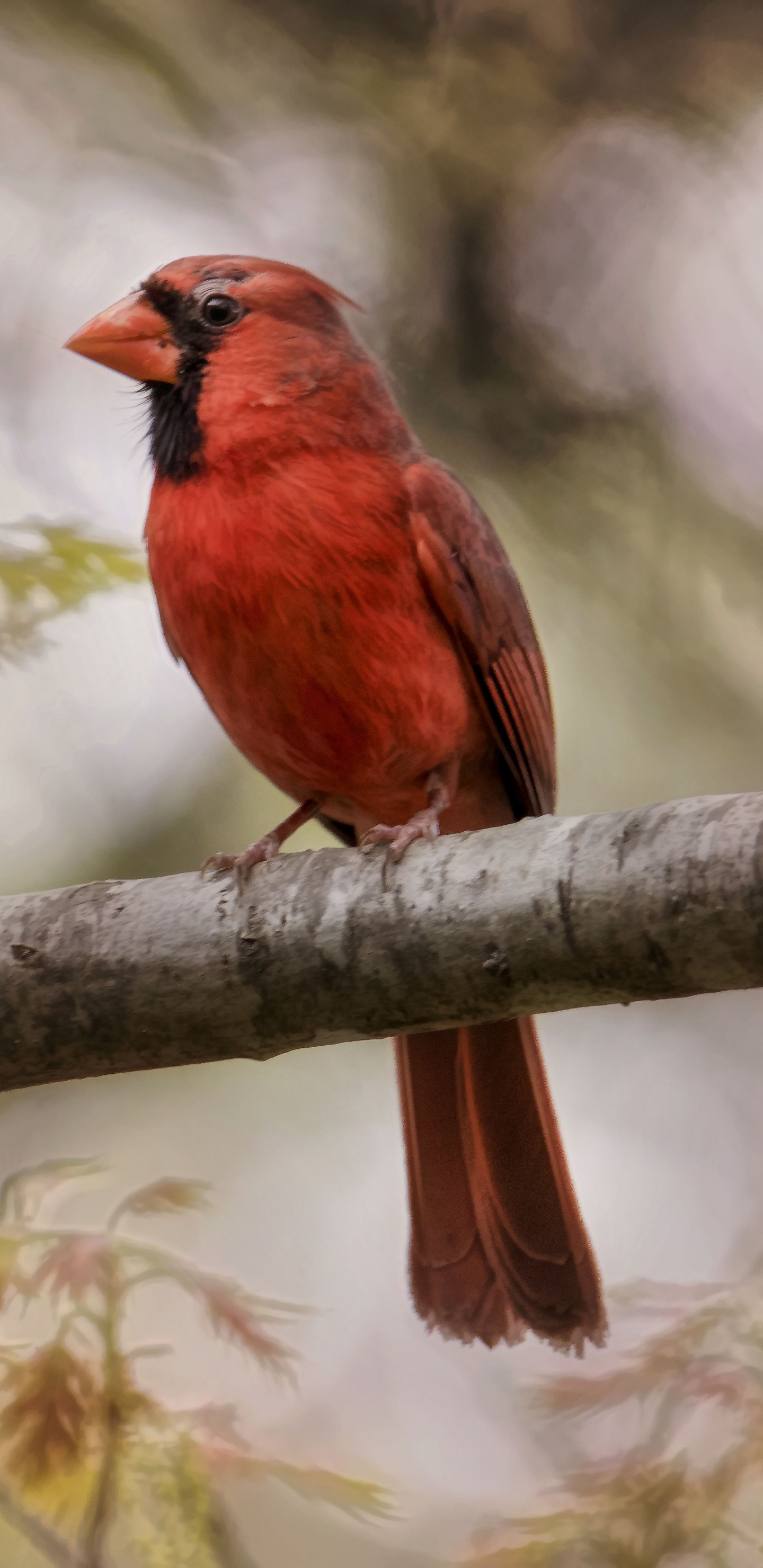 Oiseau Rouge et Noir Sur Une Branche D'arbre Pendant la Journée. Wallpaper in 1440x2960 Resolution