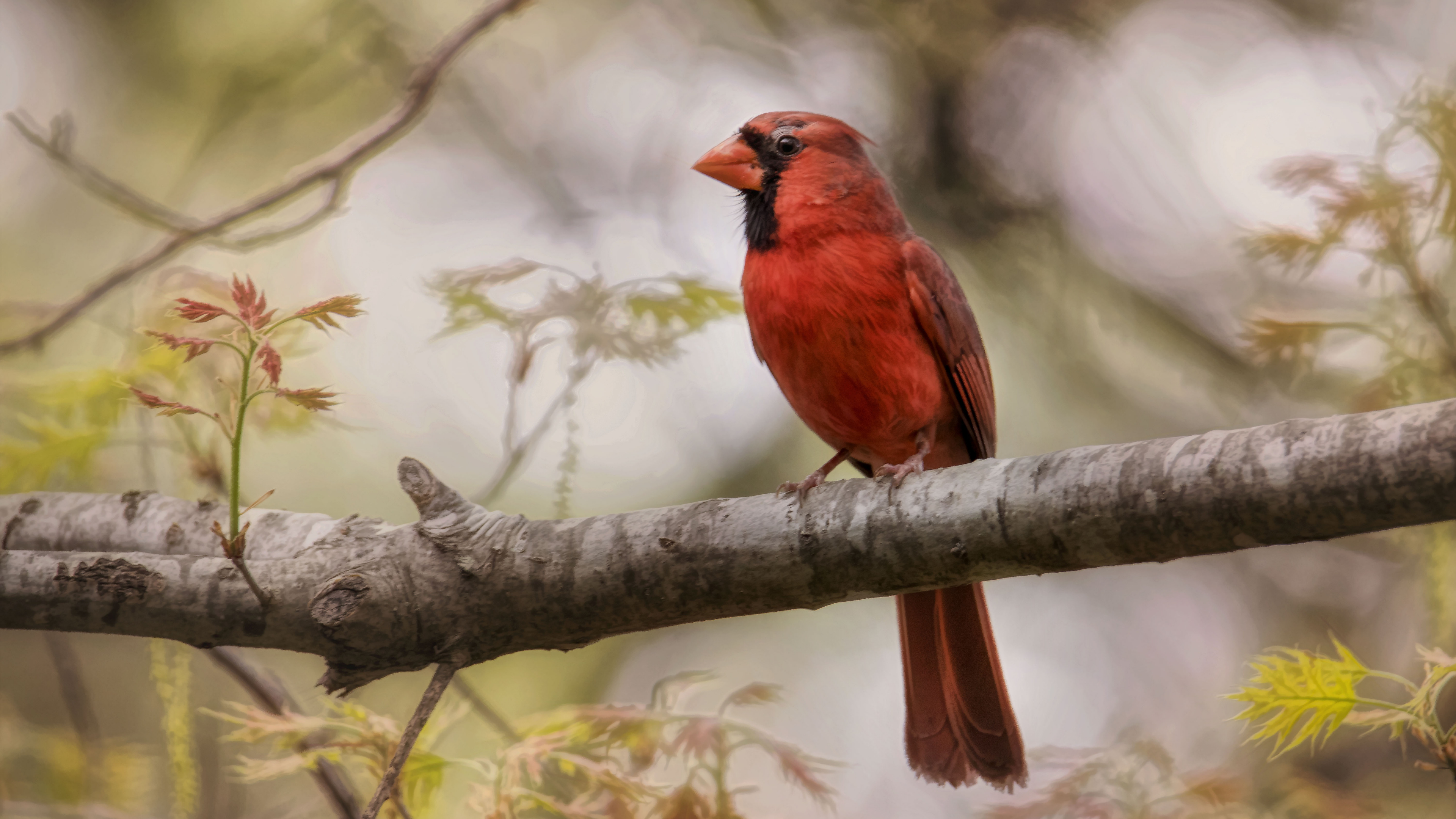 Oiseau Rouge et Noir Sur Une Branche D'arbre Pendant la Journée. Wallpaper in 3840x2160 Resolution