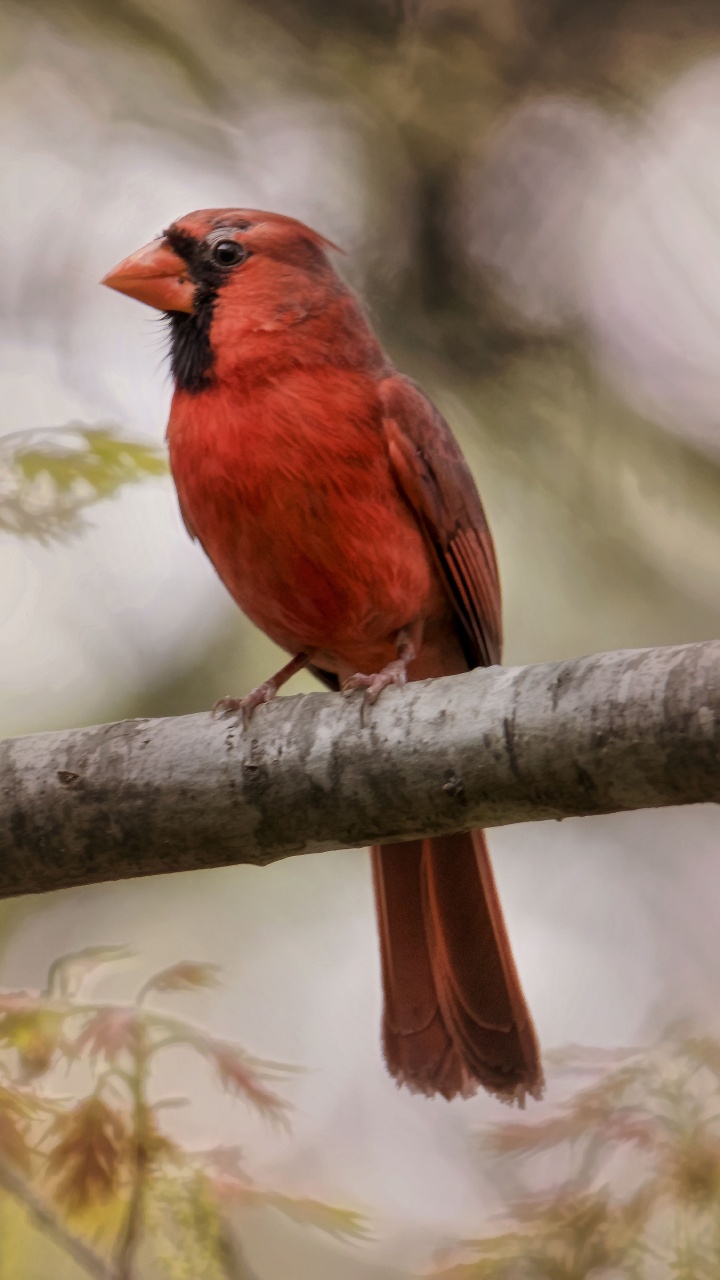 Tagsüber Roter Und Schwarzer Vogel Auf Einem Ast. Wallpaper in 720x1280 Resolution