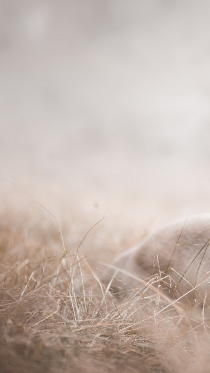 Brown Short Coated Dog Lying on Brown Grass Field. Wallpaper in 720x1280 Resolution