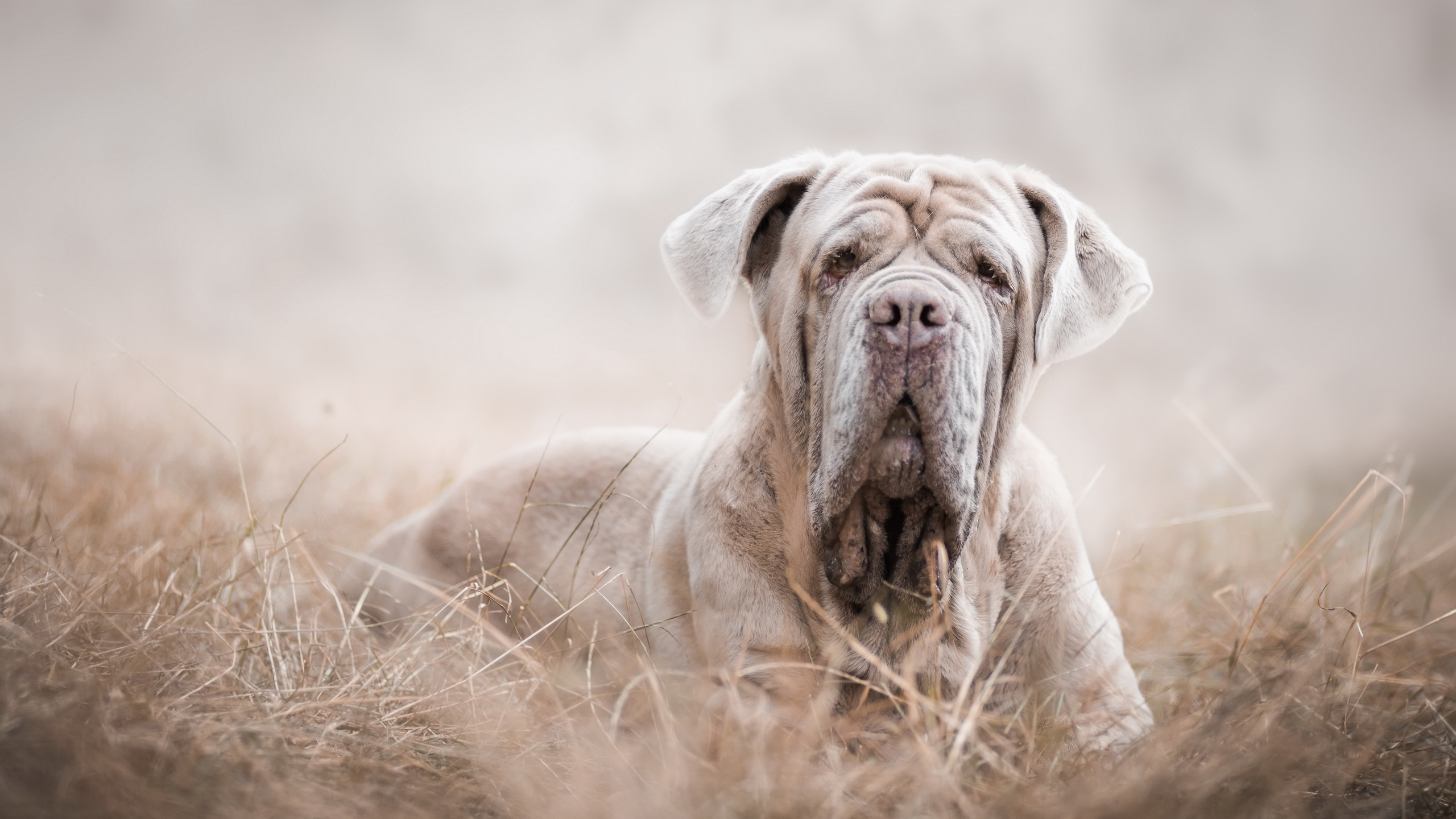Brauner, Kurzhaariger Hund, Der Auf Einer Braunen Wiese Liegt. Wallpaper in 2560x1440 Resolution