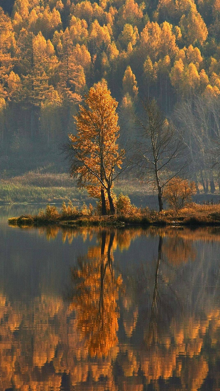 Braune Bäume am See Tagsüber. Wallpaper in 750x1334 Resolution