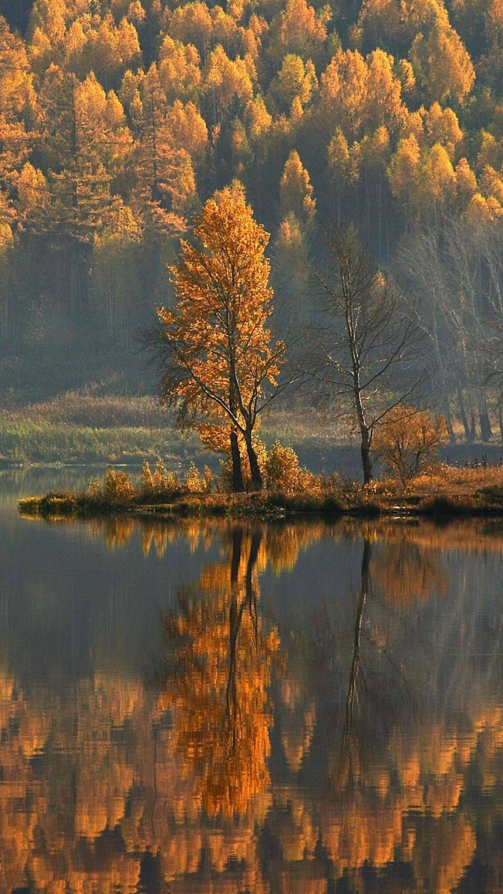 Brown Trees Beside Lake During Daytime. Wallpaper in 720x1280 Resolution