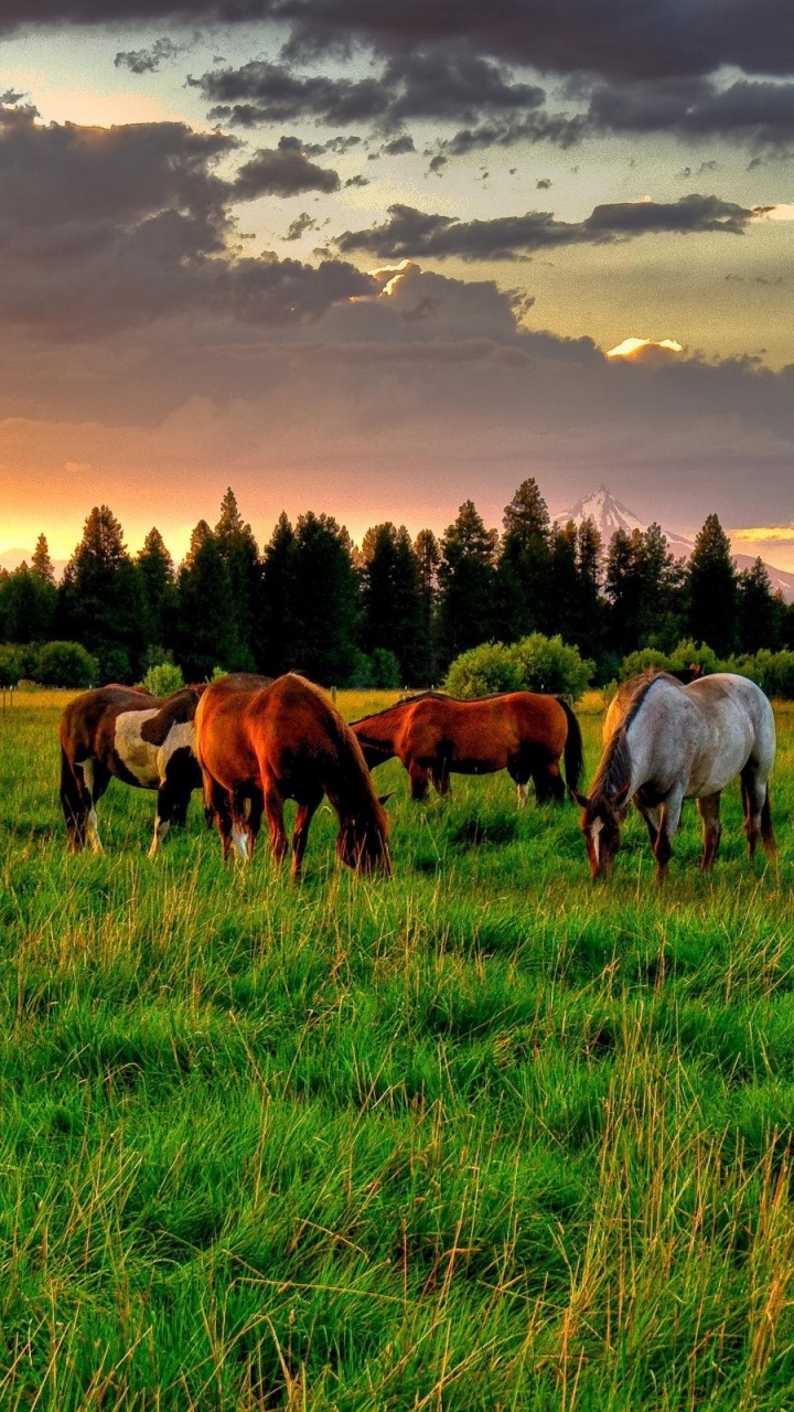Horses on Green Grass Field During Daytime. Wallpaper in 720x1280 Resolution