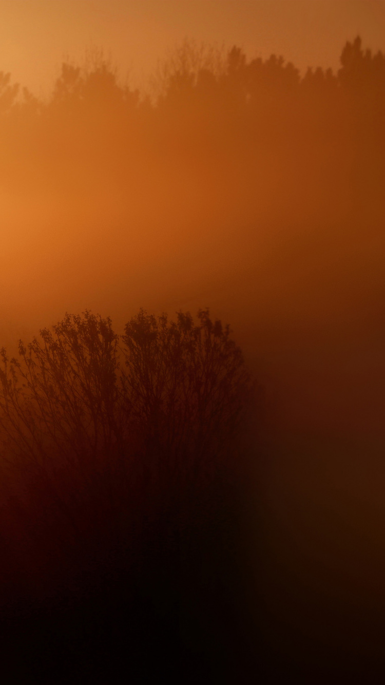 LG, LG X Venture, Nature, Brown, Jaune. Wallpaper in 750x1334 Resolution