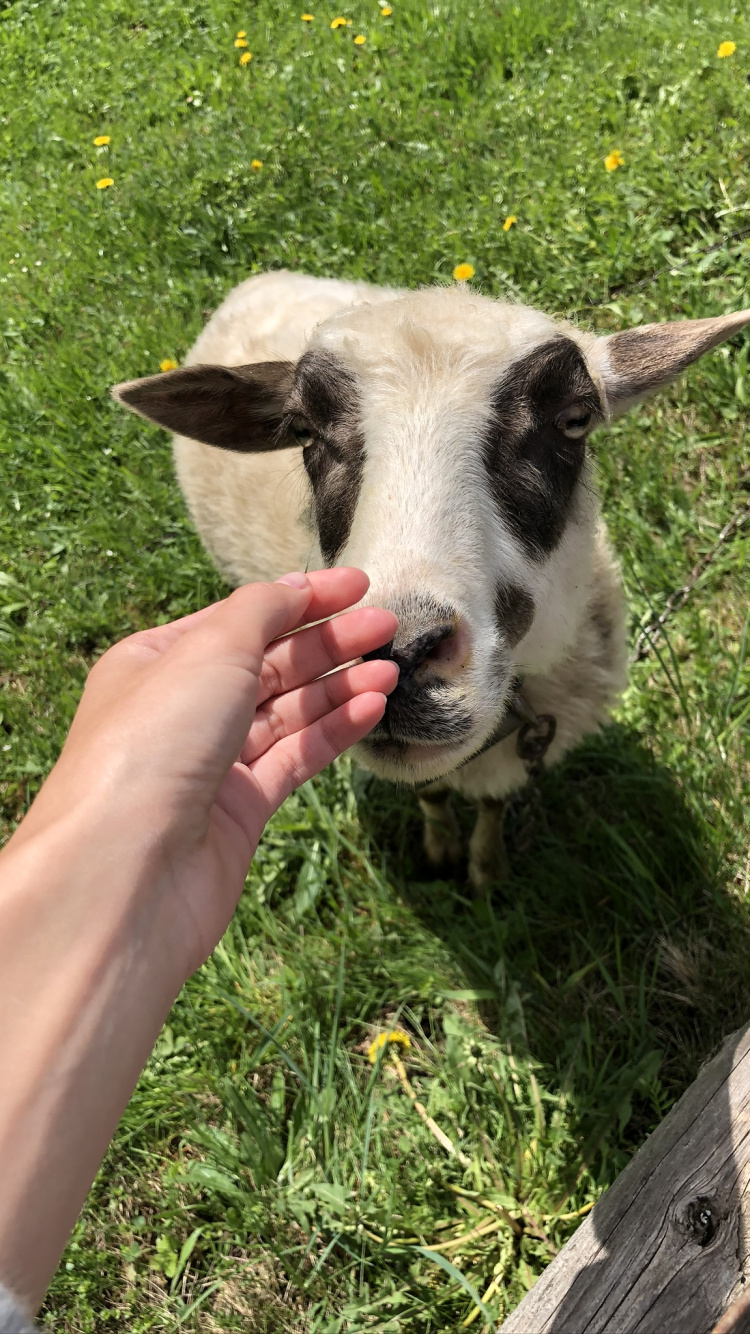 Goat, Sheep, Pasture, Grass, People in Nature. Wallpaper in 750x1334 Resolution