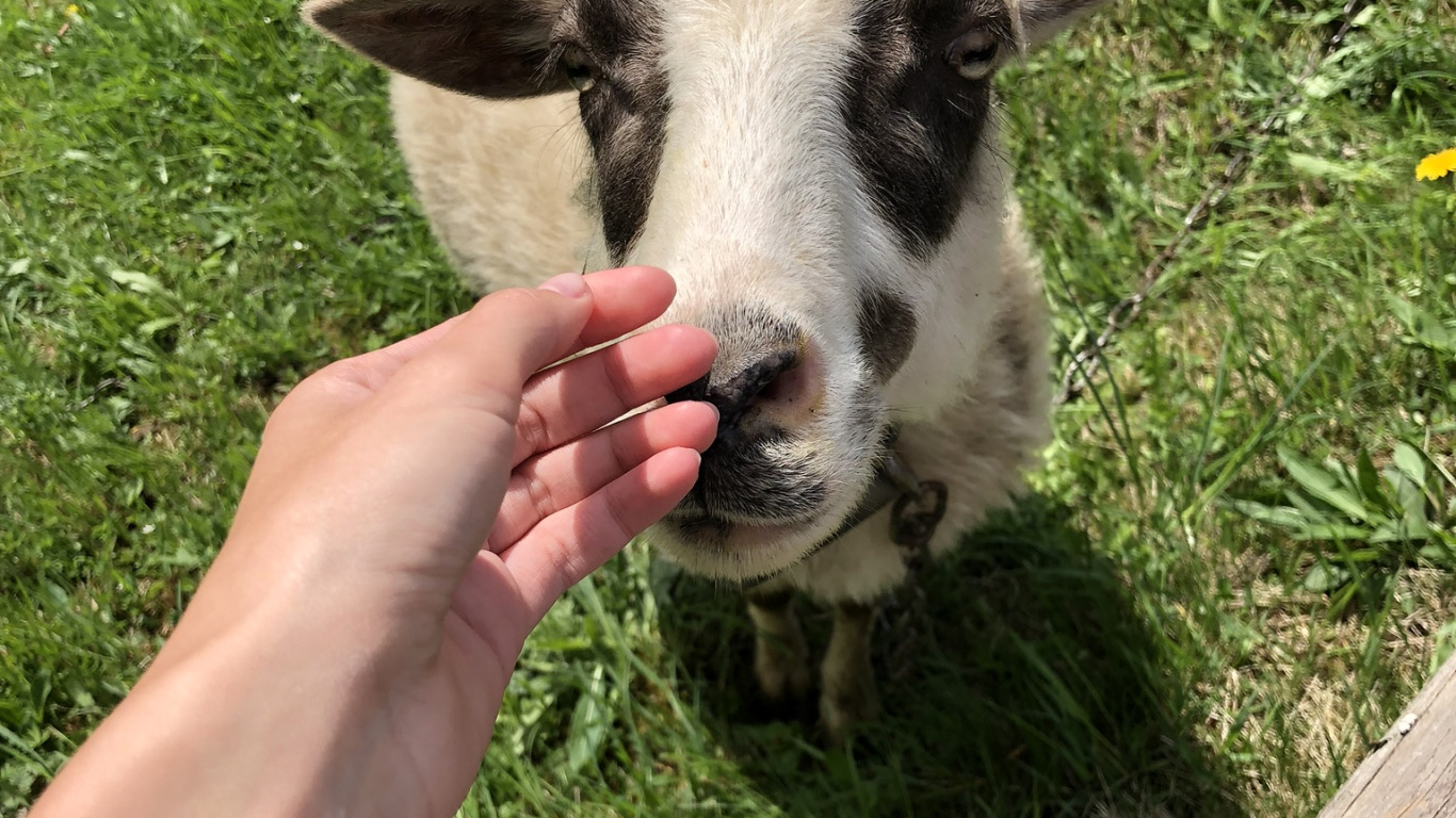 Ziege, Schaf, Weide, Gras, Menschen in Der Natur. Wallpaper in 1366x768 Resolution