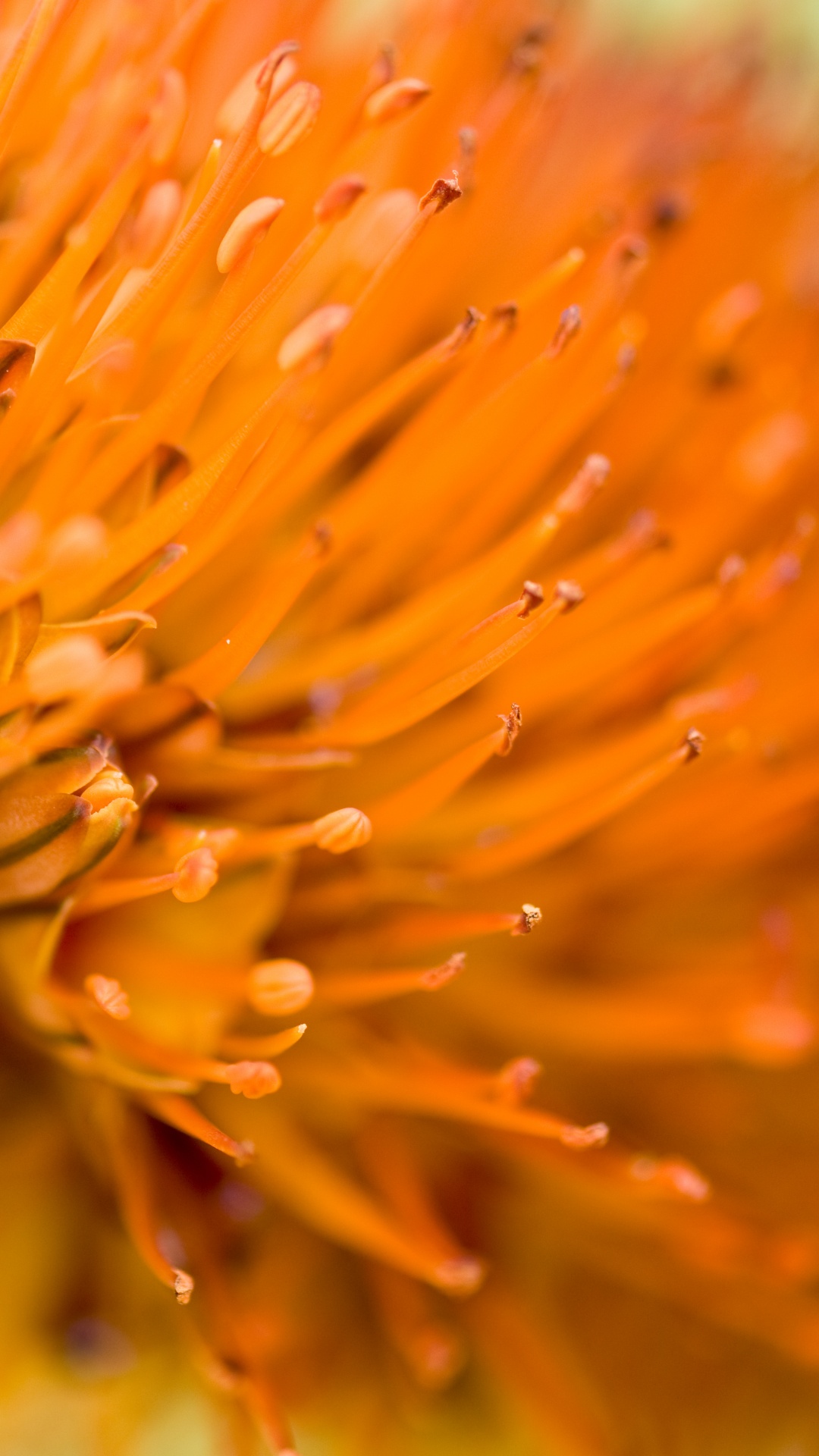 Flower, Petal, Orange, Plant, Protea Family. Wallpaper in 1080x1920 Resolution