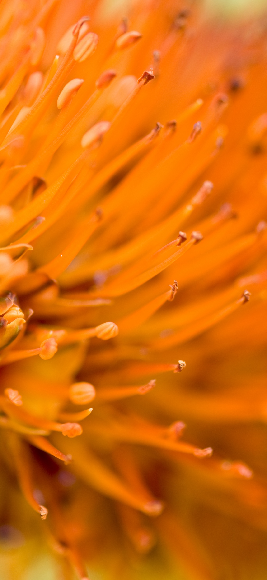 Pétalo, Naranja, Polen, Macro, de Cerca. Wallpaper in 1125x2436 Resolution