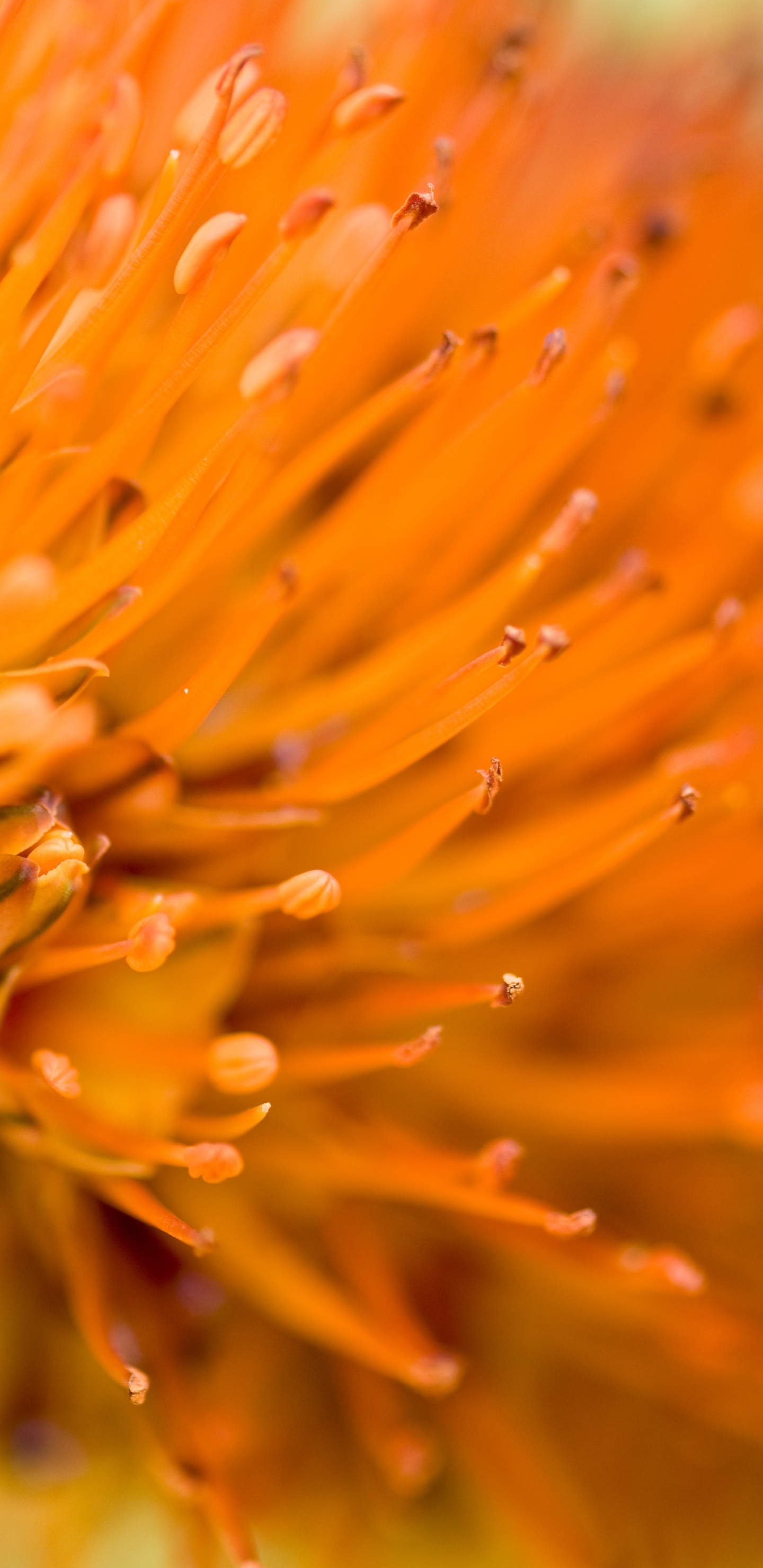 Pétalo, Naranja, Polen, Macro, de Cerca. Wallpaper in 1440x2960 Resolution
