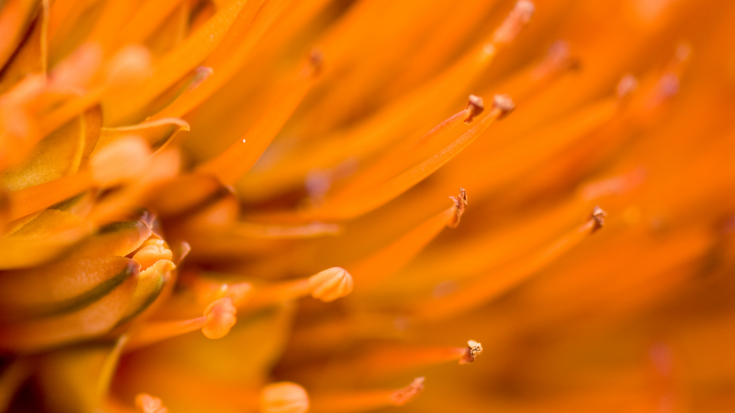 Pétalo, Naranja, Polen, Macro, de Cerca. Wallpaper in 2560x1440 Resolution