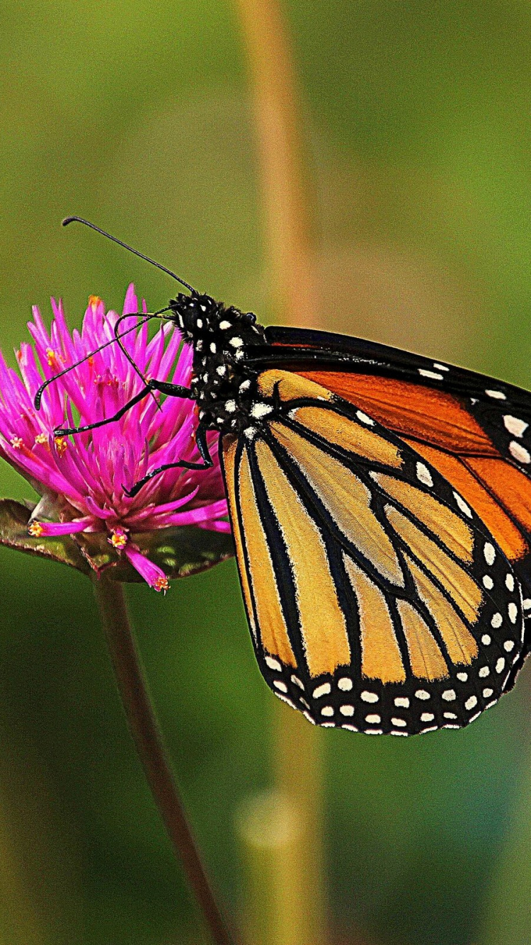 Mariposa Monarca Posado Sobre Flor Violeta en Fotografía de Cerca Durante el Día. Wallpaper in 750x1334 Resolution