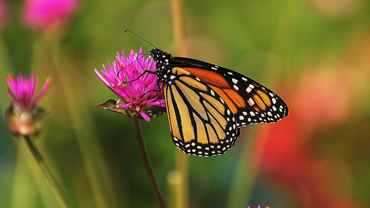 Monarch Butterfly Perched on Purple Flower in Close up Photography During Daytime. Wallpaper in 1280x720 Resolution