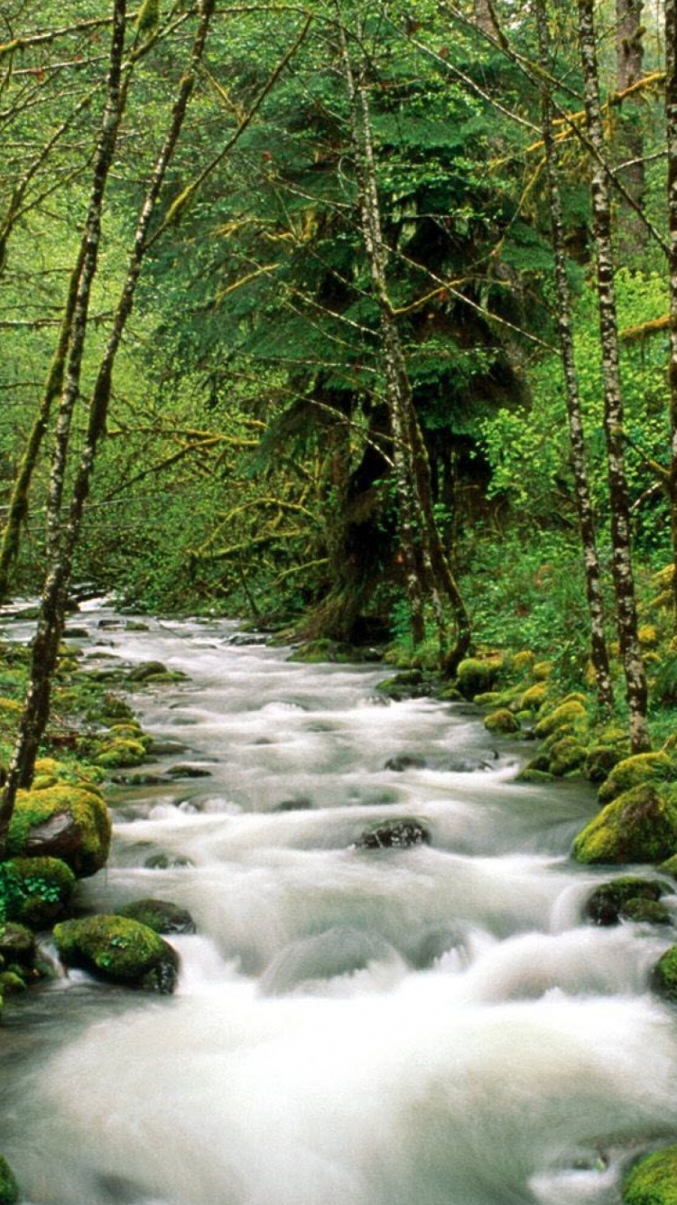 River in The Middle of Forest During Daytime. Wallpaper in 750x1334 Resolution