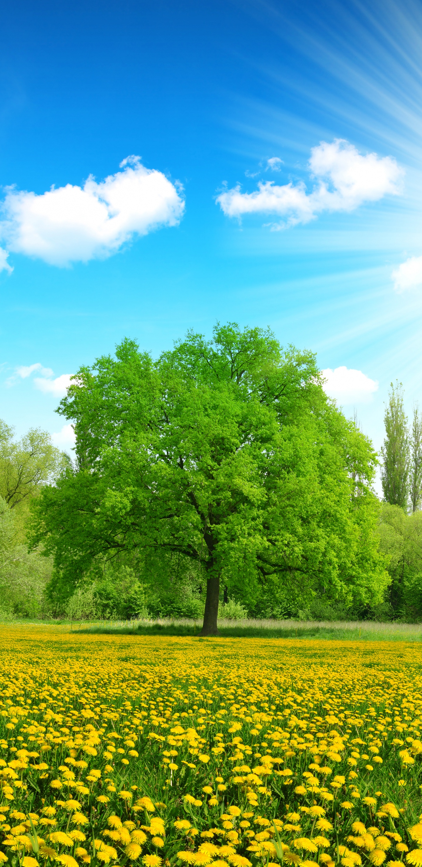 Arbres Verts et Champ de Fleurs Jaunes Sous Ciel Bleu Pendant la Journée. Wallpaper in 1440x2960 Resolution